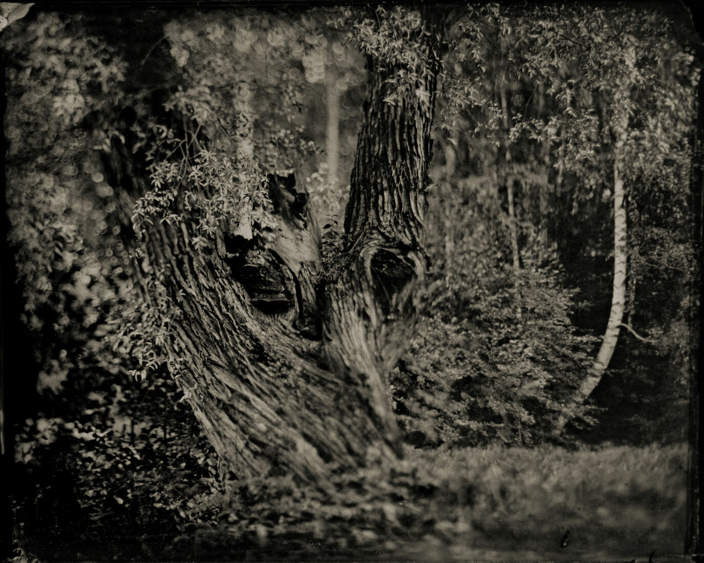 Photograther Khramova Nadezda. Druid treasures. Untitled